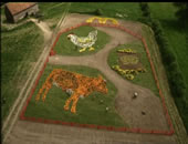 McDonalds - Planting